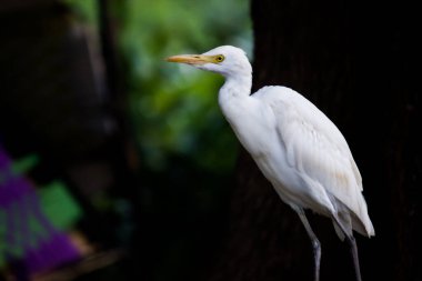 Bubulcus ibis ya da Heron ya da yaygın olarak bilinen adıyla Egret çiçek bitkileri arasında geçimlerini sağlamak için haşere ararken görülür...