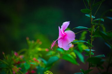Hibiscus, Malvaceae familyasından bir bitki cinsidir. Dünya çapında ılıman, subtropikal ve tropikal bölgelere özgü birkaç yüz türden oluşan cins oldukça büyüktür.