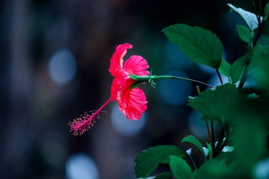 Hibiscus, Malvaceae familyasından bir bitki cinsidir. Dünya çapında ılıman, subtropikal ve tropikal bölgelere özgü birkaç yüz türden oluşan cins oldukça büyüktür.