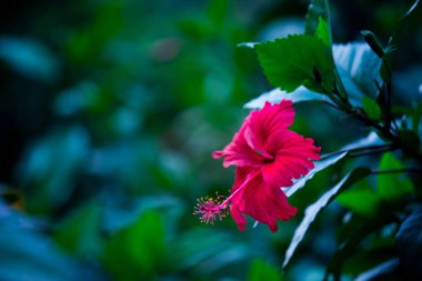 Hibiscus, Malvaceae familyasından bir bitki cinsidir. Dünya çapında ılıman, subtropikal ve tropikal bölgelere özgü birkaç yüz türden oluşan cins oldukça büyüktür.