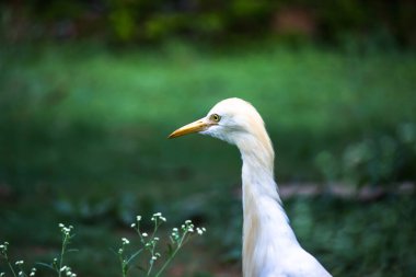 Bubulcus ibis ya da Heron ya da yaygın olarak bilinen adıyla Egret çiçek bitkileri arasında geçimlerini sağlamak için haşere ararken görülür...