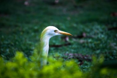 Bubulcus ibis ya da Heron ya da yaygın olarak bilinen adıyla Egret çiçek bitkileri arasında geçimlerini sağlamak için haşere ararken görülür...