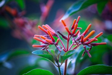Tropikal yağmur ormanları yaprak bitkileri (eğreltiotu, yeşil yapraklar, fildişi ve tropik bitki yaprakları) yumuşak arka planda tropikal bahçede, yeşil çeşitlendirilmiş yaprak desenli orman arka planında. fotosentez ve sapı, çekim sistemi