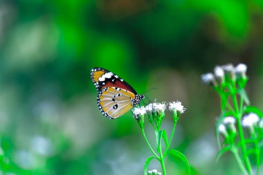 Sade kaplan (Danaus chrysippus) kelebeklerinin çiçek bitkilerinin üzerinde dinlendikleri güzel, yeşil, bulanık bir arka planı vardır..