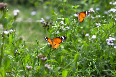 Sade kaplan (Danaus chrysippus) kelebeklerinin çiçek bitkilerinin üzerinde dinlendikleri güzel, yeşil, bulanık bir arka planı vardır..