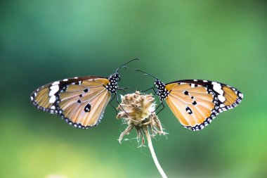 Düz Kaplan Danaus Kelebeği 'nin doğal ortamında ya da doğal ortamında çiçek bitkisinin üzerinde dinlenirken yakın plan.