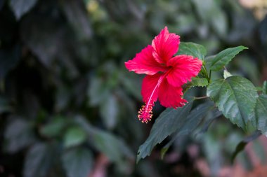 Hibiscus, Malvaceae familyasından bir bitki cinsidir. Dünya çapında ılıman, subtropikal ve tropikal bölgelere özgü birkaç yüz türden oluşan cins oldukça büyüktür.