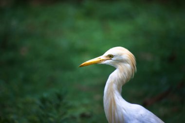 Böcek Egret ya da Heron olarak bilinen Bubulcus Ibis böceklerin bitkilerinin yanında dimdik ayakta duruyor ve geçim sıkıntısı çekiyor.