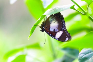 Yumurtlayan Kelebek 'in ya da ilkbahar zamanı güzel yeşil bir arka planda kanatları açık mavi ay kelebeğinin görüntüsü