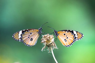 Danaus chrysippus, ya da bilinen adıyla sade kaplan, Afrika kraliçesi, Danainae, Asya 'da yaygın olarak görülen bir kelebek türüdür..