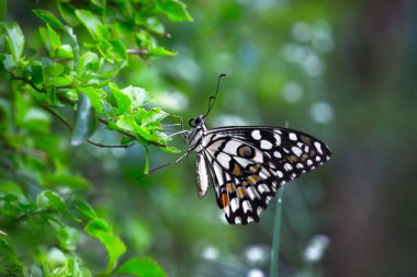  Papilio kelebeği ya da Kelebek Kelebeği ya da bahar zamanı çiçek bitkilerinin üzerinde dinlenen kırlangıç kuyruğu.