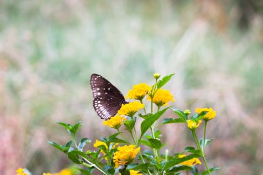 Akbalıkçıl, tropik bölgelerde, subtropik bölgelerde ve ılıman bölgelerde bulunan kozmopolit bir balıkçıl türüdür. Bubulcus, Bubulcus familyasının tek üyesidir, ancak bazı otoriteler bu türün iki alt türünü tam tür olarak kabul etmektedirler., 