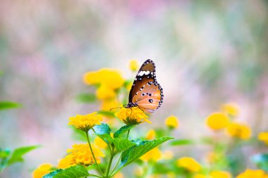 Danaus chrysippus, ya da bilinen adıyla sade kaplan, Afrika kraliçesi, Danainae, Asya 'da yaygın olarak görülen bir kelebek türüdür..