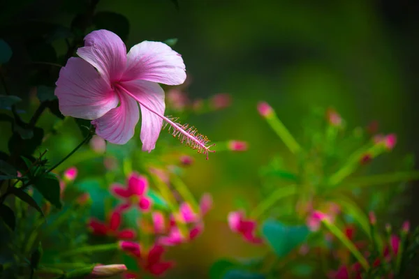 Hibiscus Genere Piante Fiore Della Famiglia Delle Malvaceae Genere Abbastanza — Foto Stock