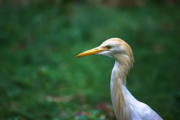 Bubulcus Ibis Heron Beter Bekend Als Runderzilverreiger Gezien Onder Bloemplanten — Stockfoto