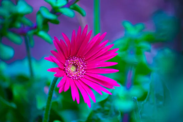 Die Winterharte Eispflanze Delosperma Ist Eine Saftige Mehrjährige Bodendekoration Mit — Stockfoto