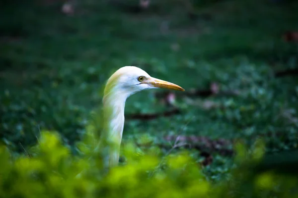 Bubulcus Ibis Heron Beter Bekend Als Runderzilverreiger Gezien Onder Bloemplanten — Stockfoto