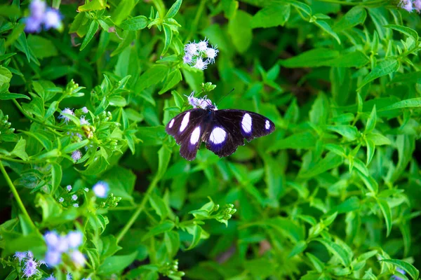Hypolimnas Bolina Grand Ovoïde Grand Ovoïde Nouvelle Zélande Papillon Bleu — Photo