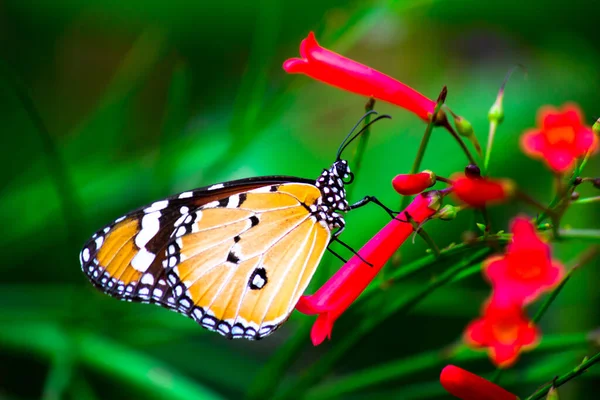 Zbliżenie Zwykłego Tygrysa Danaus Chrysippus Motyl Spoczywa Roślinach Kwiatowych Przyrodzie — Zdjęcie stockowe