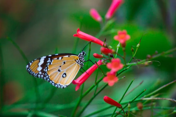 Närbild Plain Tiger Danaus Chrysippus Fjäril Vilar Blomman Anläggningen Naturens — Stockfoto