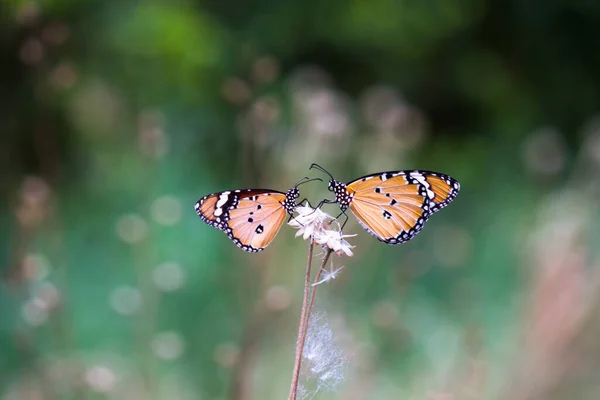 Zbliżenie Zwykłego Tygrysa Danaus Chrysippus Motyl Spoczywa Roślinach Kwiatowych Przyrodzie — Zdjęcie stockowe