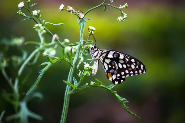 春天里 蝴蝶或燕尾蝶在花朵的自然栖息地栖息 栖息在花朵上 — 图库照片
