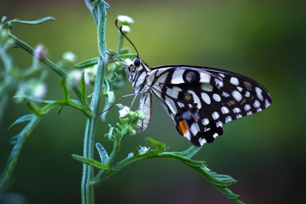 Mariposa Papilio Mariposa Común Cal Cola Golondrina Cuadros Descansando Sobre — Foto de Stock