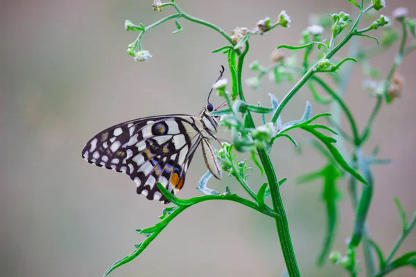 Papilio Fjäril Eller Den Gemensamma Lime Fjäril Eller Rutig Svalg — Stockfoto