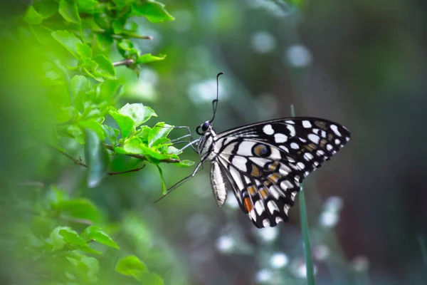 Papilio Borboleta Common Lime Butterfly Rabo Andorinha Chequered Descansando Sobre — Fotografia de Stock