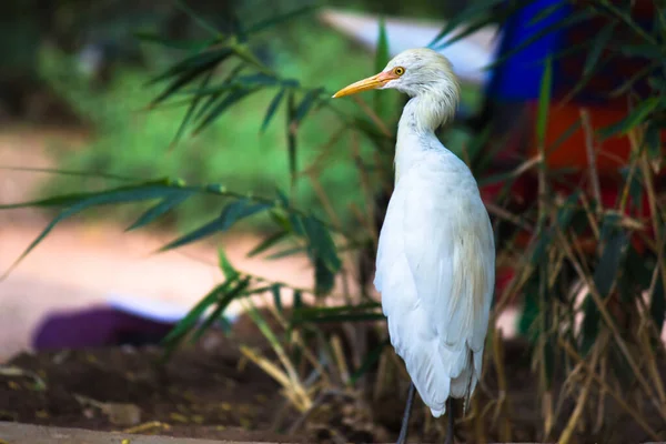 Bovinos Egret Heron Conhecido Como Bubulcus Ibis Firmemente Perto Das — Fotografia de Stock