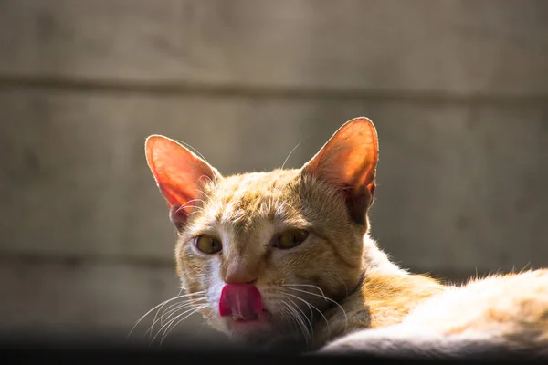 Gato Una Especie Doméstica Mamífero Carnívoro Pequeño Única Especie Domesticada — Foto de Stock