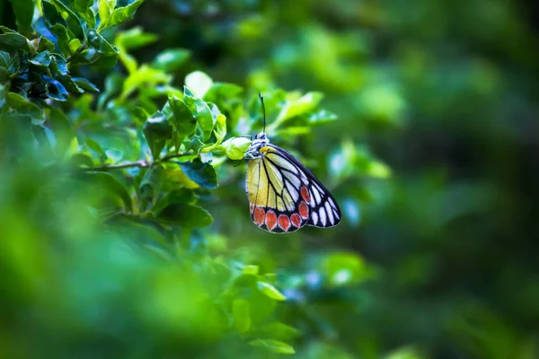 Female Delias Eucharis Common Jezebel Medium Sized Pierid Butterfly Found — Stock Photo, Image