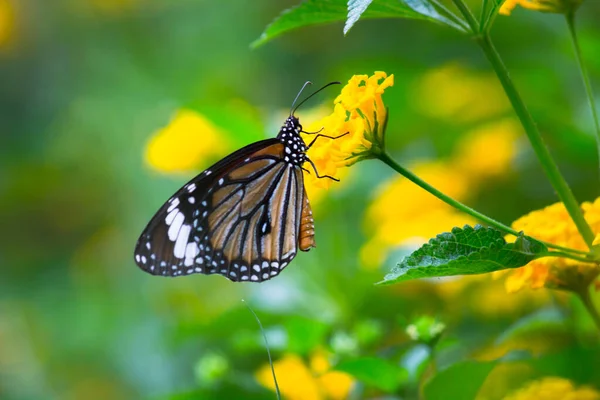 Images Fleurs Papillon Beau Papillon Sur Des Fleurs Bleues Cette — Photo