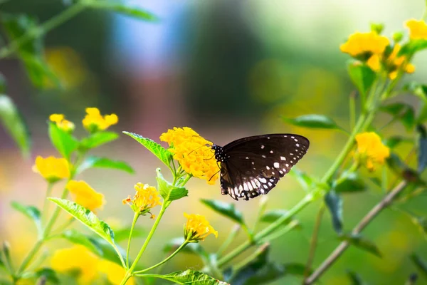 Images Fleurs Papillon Beau Papillon Sur Des Fleurs Bleues Cette — Photo