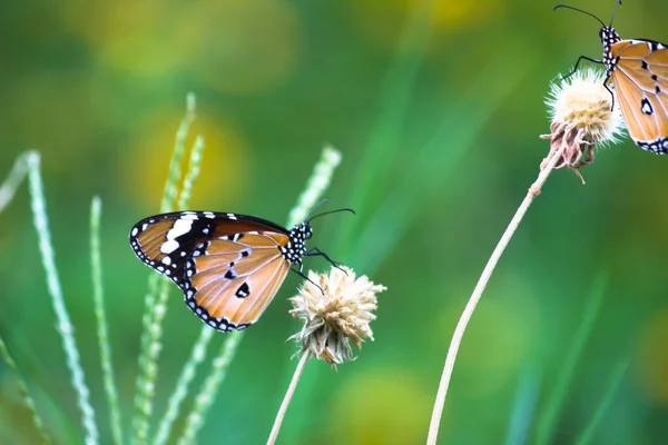 Zbliżenie Zwykłego Tygrysa Danaus Chrysippus Motyl Spoczywa Roślinach Kwiatowych Przyrodzie — Zdjęcie stockowe