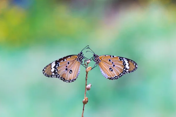 Közelkép Plain Tiger Danaus Chrysippus Pillangó Pihen Virág Növény Természetben — Stock Fotó