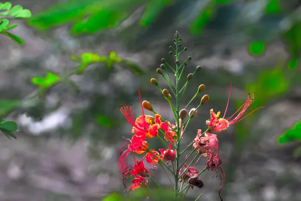 Flam Boyant Flame Tree Royal Poinciana Con Flores Color Naranja — Foto de Stock