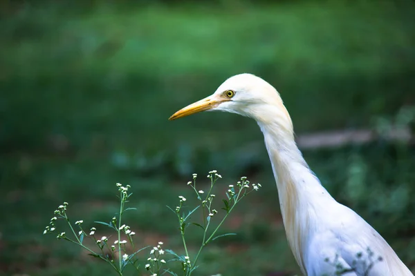 Єгипетська Чапля Egret Або Heron Відома Бубубулк Ibis Твердо Стоїть — стокове фото