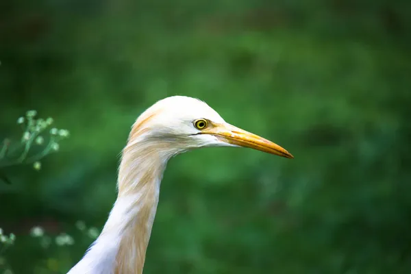 Βοοειδή Egret Heron Γνωστό Bubulcus Ibis Στέκεται Σταθερά Κοντά Στα — Φωτογραφία Αρχείου