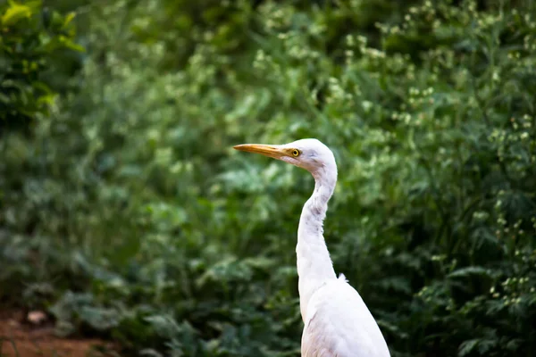 Bovinos Egret Heron Conhecido Como Bubulcus Ibis Firmemente Perto Das — Fotografia de Stock