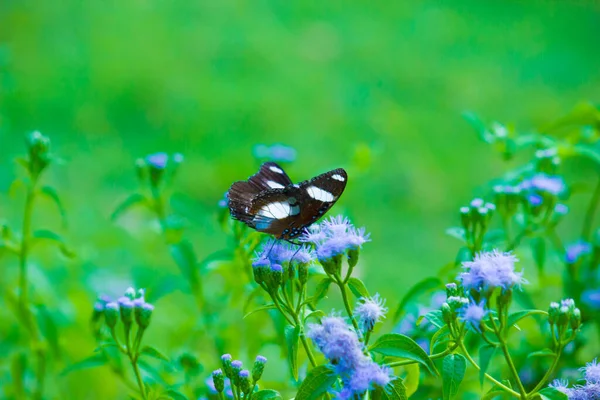 Изображение Яйцевой Бабочки Голубой Лунной Бабочки Широко Раскрытыми Крыльями Красивом — стоковое фото