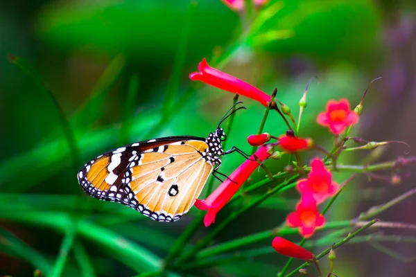 ダナウス クリシプス Danaus Crysippus アフリカの女王 アフリカの君主 Danainae アジア マクロショット 蝶の庭で広く見られる中規模の蝶である — ストック写真