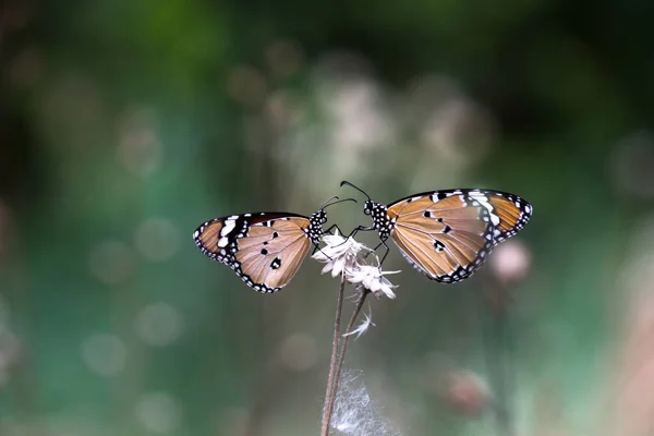 시포스 Danaus Chrysippus 아프리카 호랑이 아프리카 왕나비 Danainae 아시아에 분포하는 — 스톡 사진