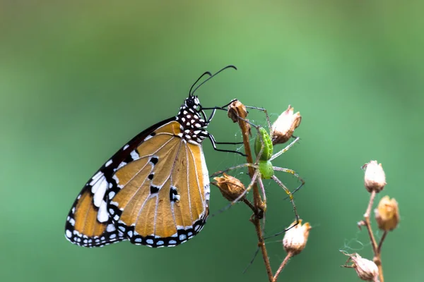 Danaus Crisipo Também Conhecido Como Tigre Simples Rainha Africana Monarca — Fotografia de Stock