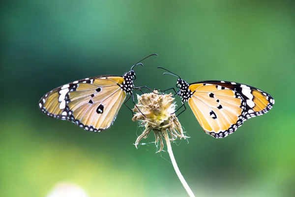 Danaus Chrysippus También Conocido Como Tigre Llano Reina Africana Monarca — Foto de Stock