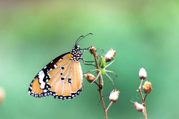 Danaus Chrysippus Известный Простой Тигр Африканская Королева Африканский Монарх Danainae — стоковое фото