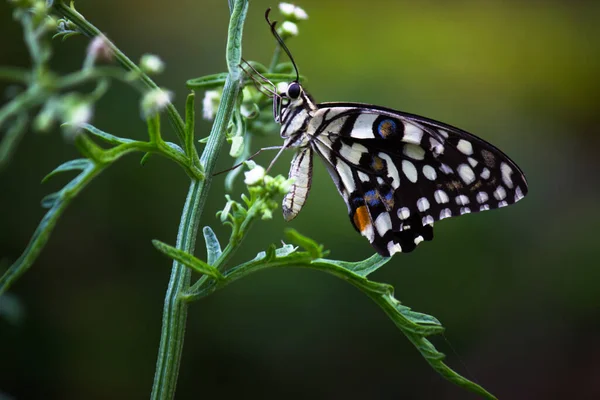 Papilio Fjäril Eller Den Gemensamma Lime Fjäril Eller Rutig Svalg — Stockfoto