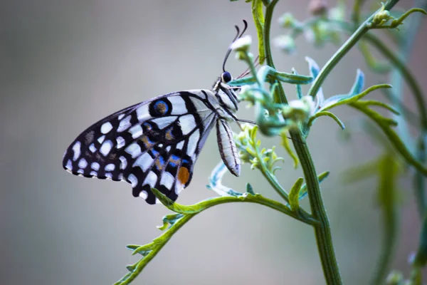 Бабочка Папильо Бабочка Лаймовая Клетчатая Ласточка Покоящиеся Цветочных Растениях Весной — стоковое фото
