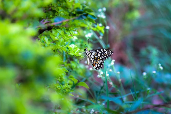 春天里 蝴蝶或燕尾蝶常栖息在花木上 — 图库照片