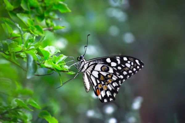 Mariposa Papilio Mariposa Común Cal Cola Golondrina Cuadros Descansando Sobre — Foto de Stock